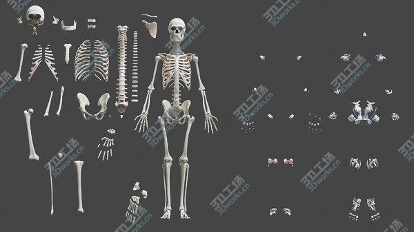 images/goods_img/20210312/Full Male And Female Anatomy Set (Blender Rigged) 3D model/4.jpg